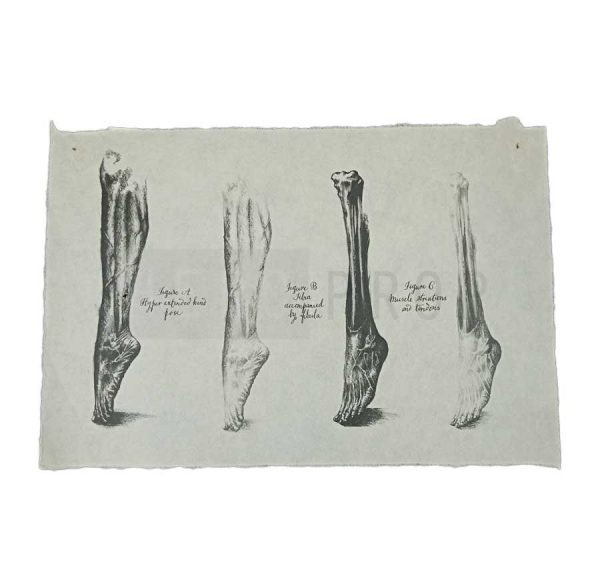 Alien-Covenant-Legs-Drawing