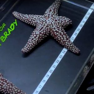 Hulk (2003) - Starfish From Experiments Scene Movie Prop