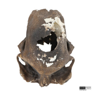 Independence Day Resurgence Alien Skull Movie Prop 4