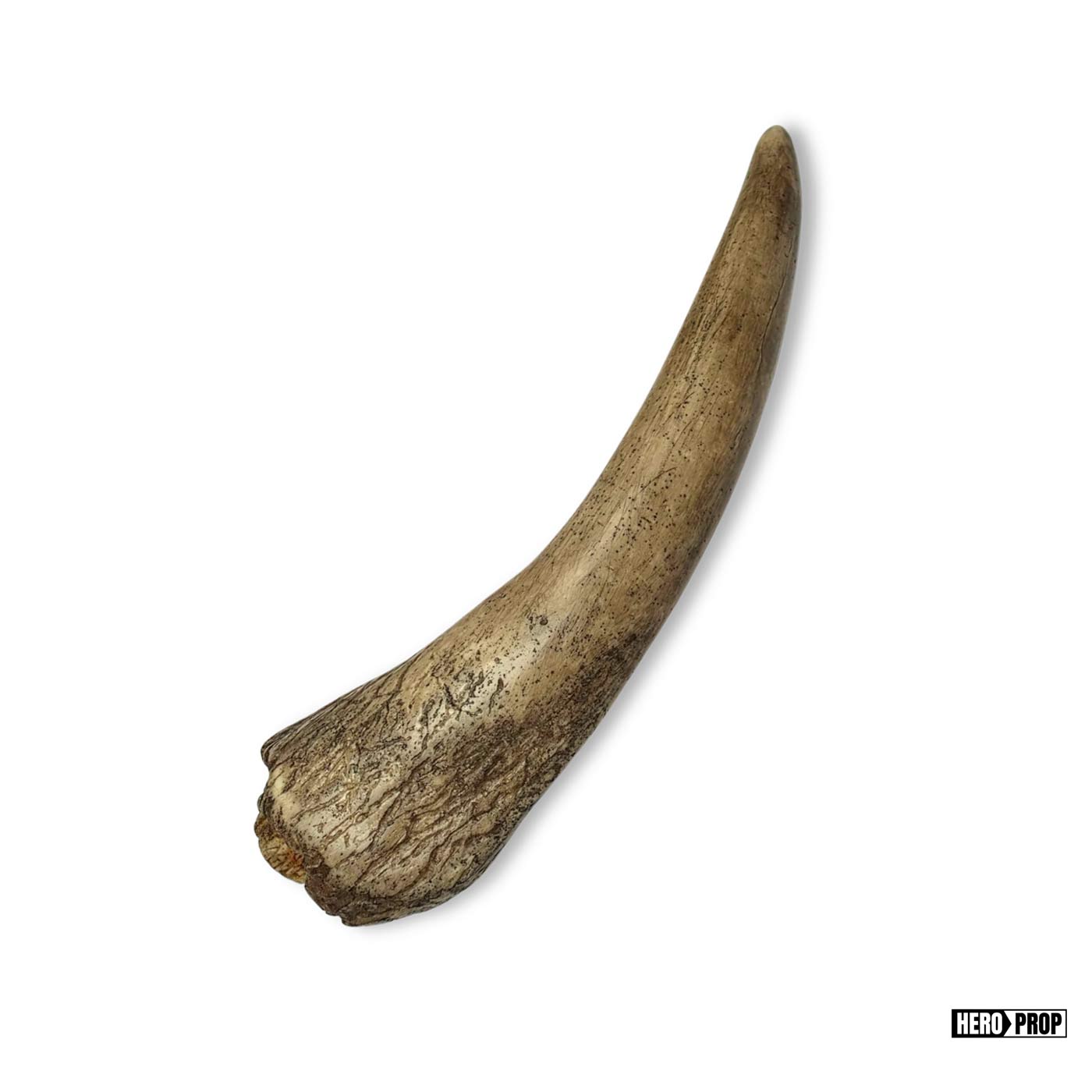 Harry Potter and the Chamber of Secrets (2002) - Framed Basilisk Fang - Image 3